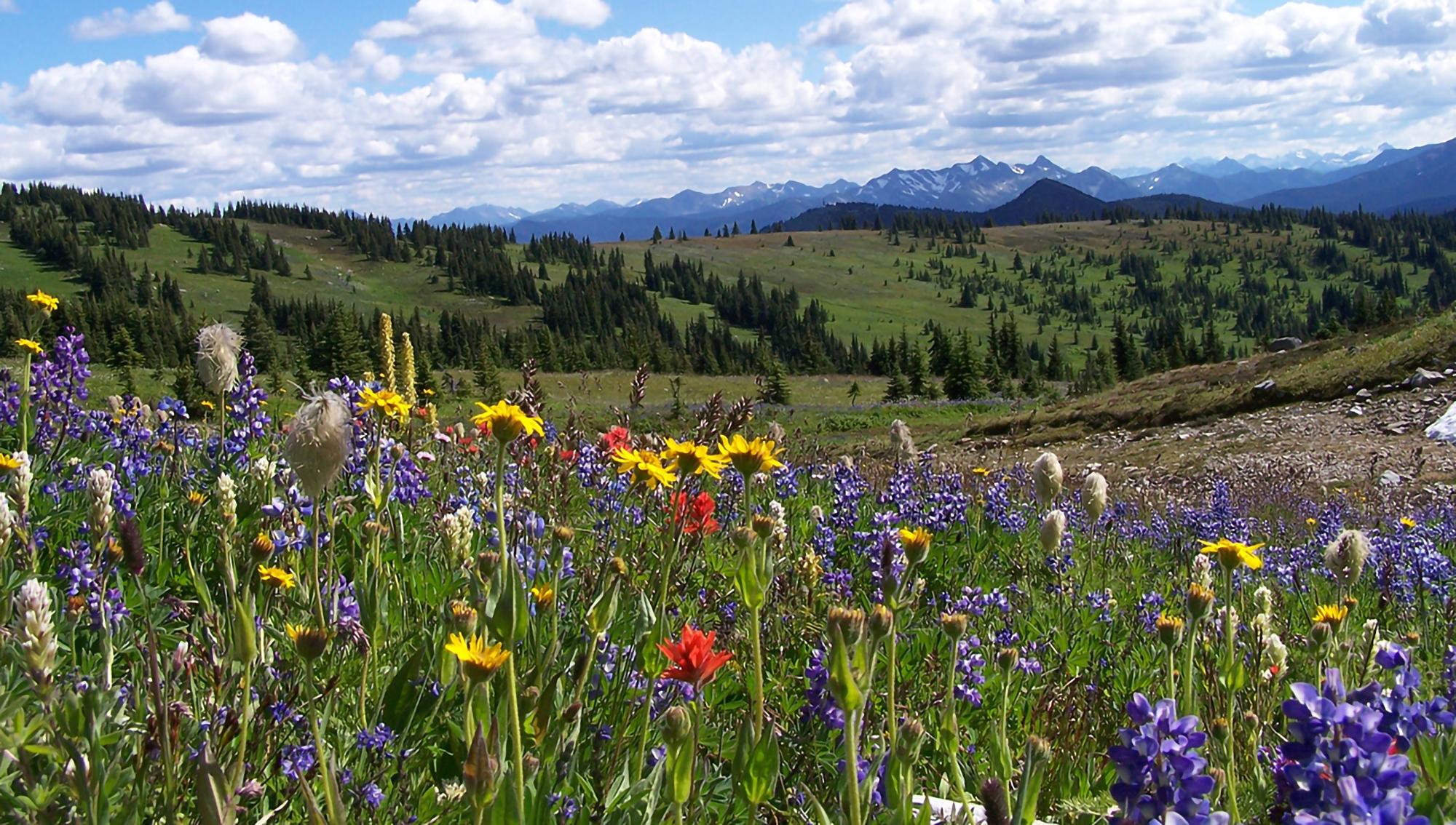 Spring - wildflower meadows