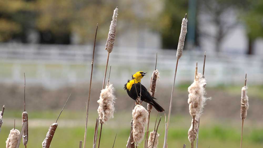 Yellow winged blackbird, Osoyoos