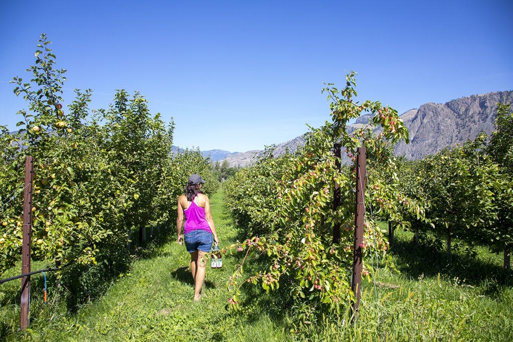 Orchard, Harker's Organics, Cawston, Similkameen, summer, activities, Darren Robinson