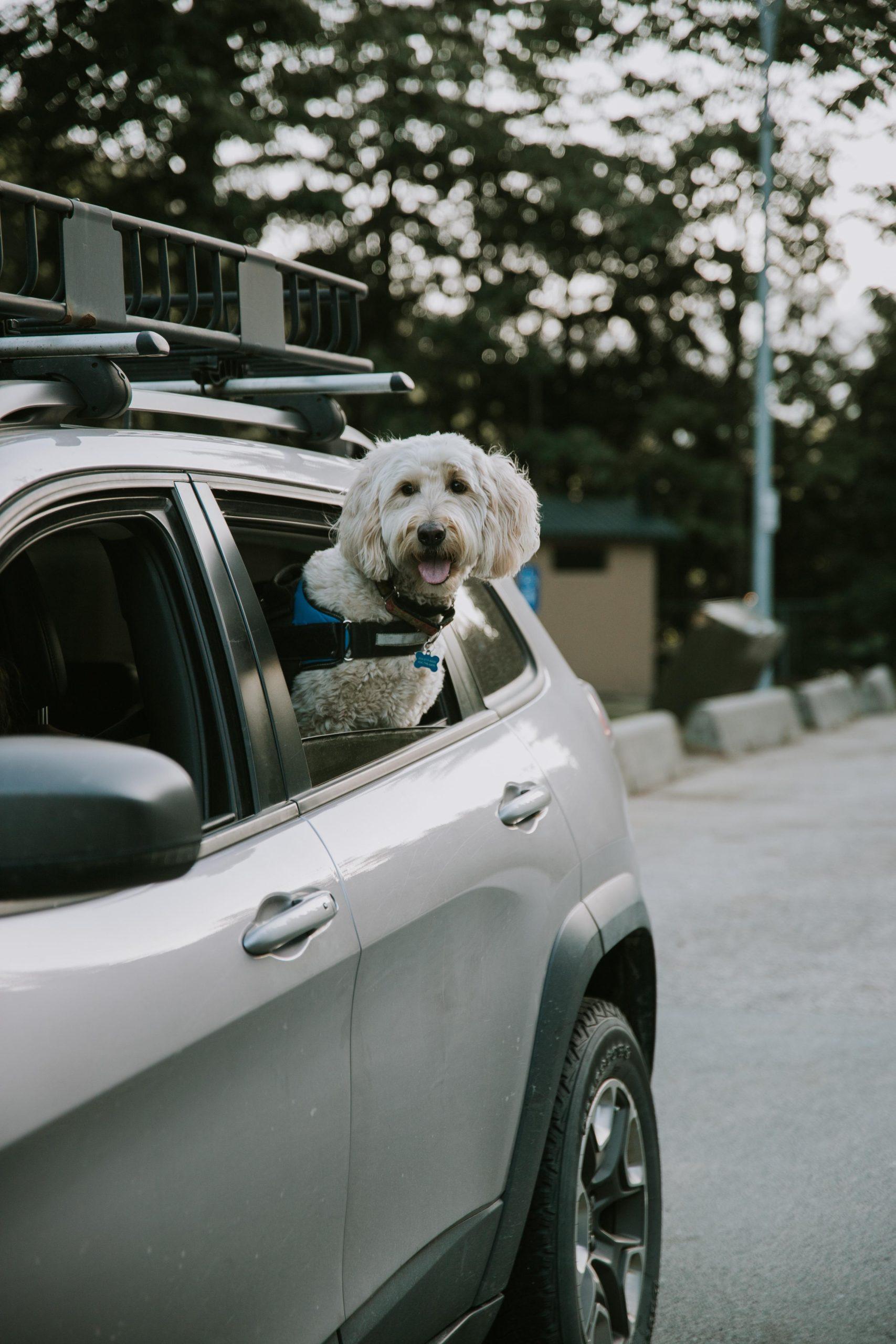 Dog traveling in back of car.